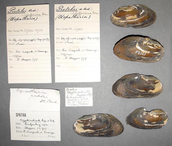 specimen