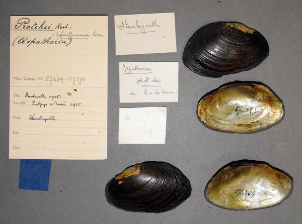 specimen