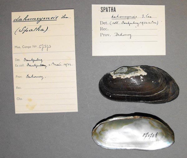 specimen
