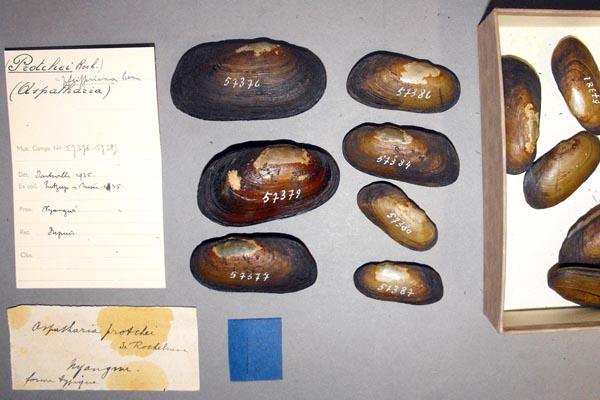 specimen