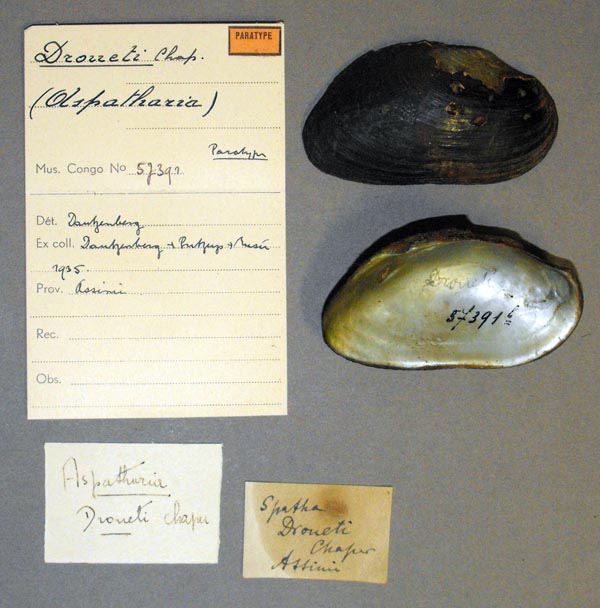 image of lot MRAC_57391 image of lot MRAC_57391