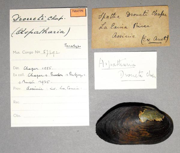 image of lot MRAC_57392 image of lot MRAC_57392