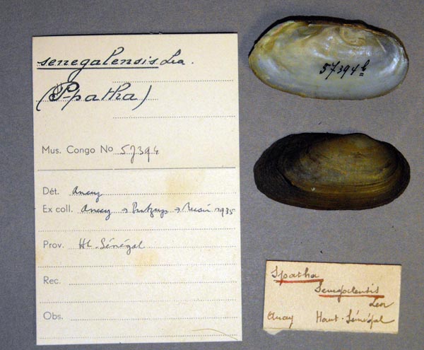 specimen