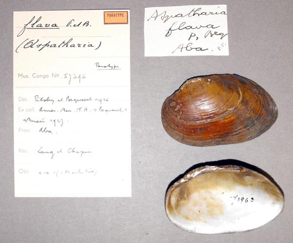 specimen