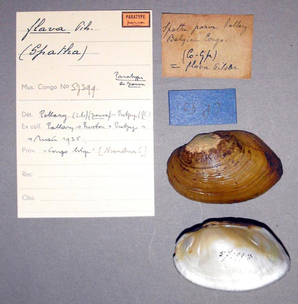 specimen