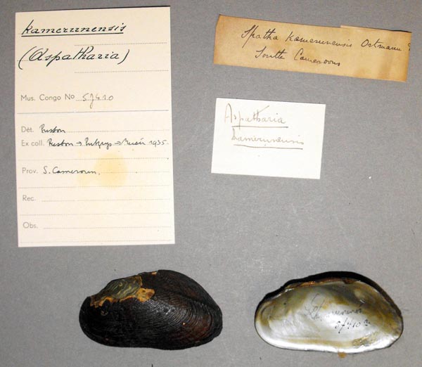 specimen