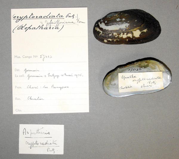 specimen