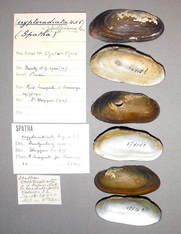 specimen
