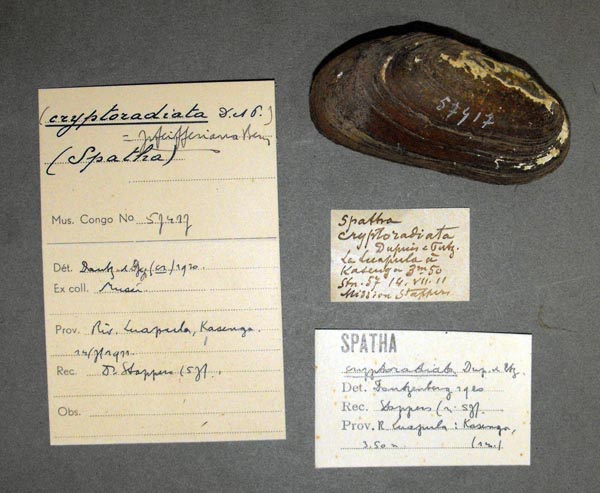 specimen