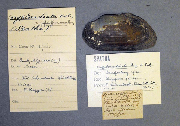 specimen
