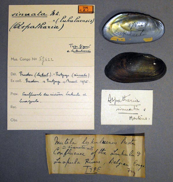 specimen