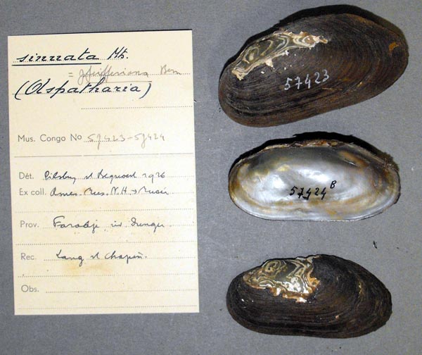 specimen