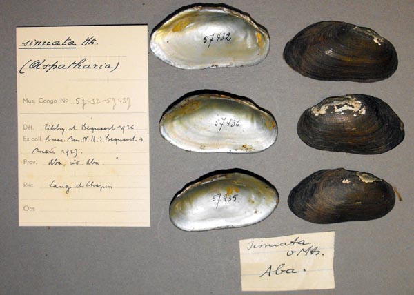 specimen