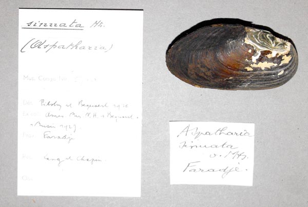 specimen