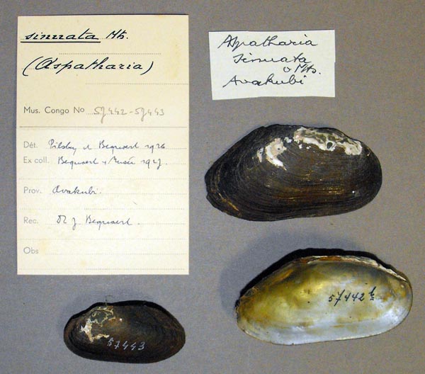 specimen