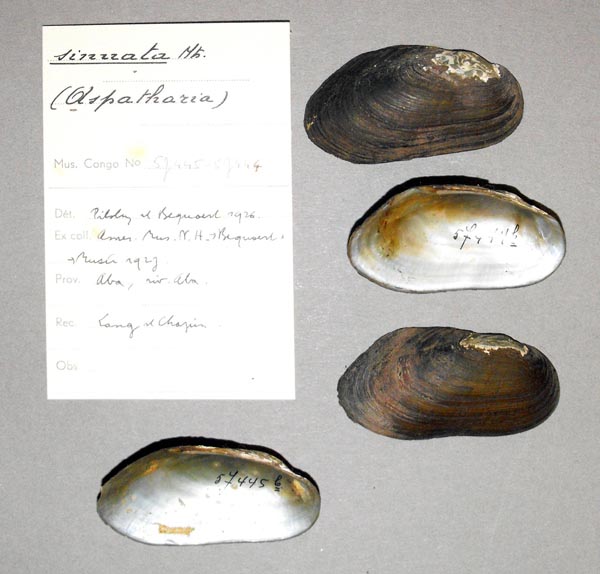 specimen