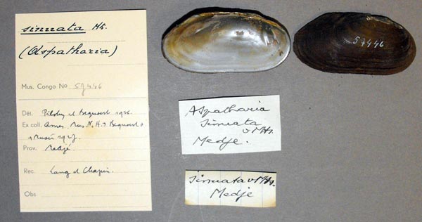 specimen