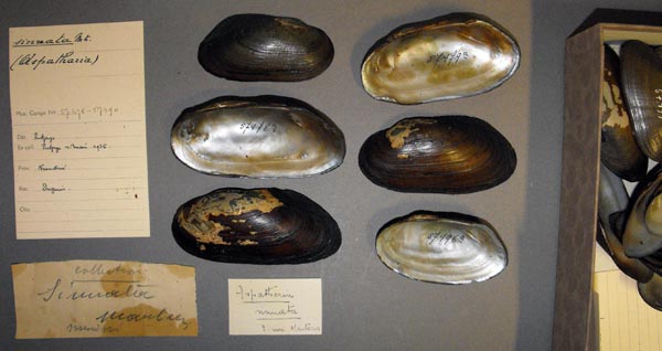 specimen