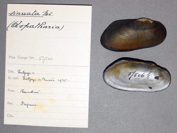 specimen