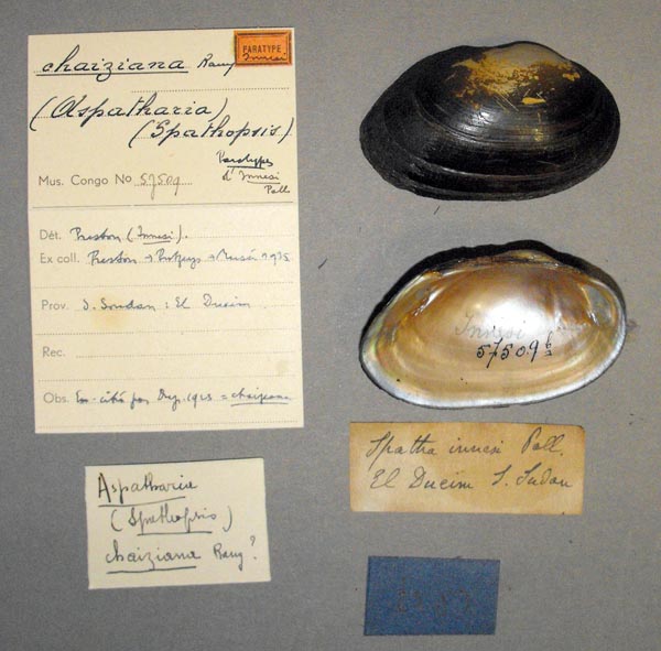 specimen