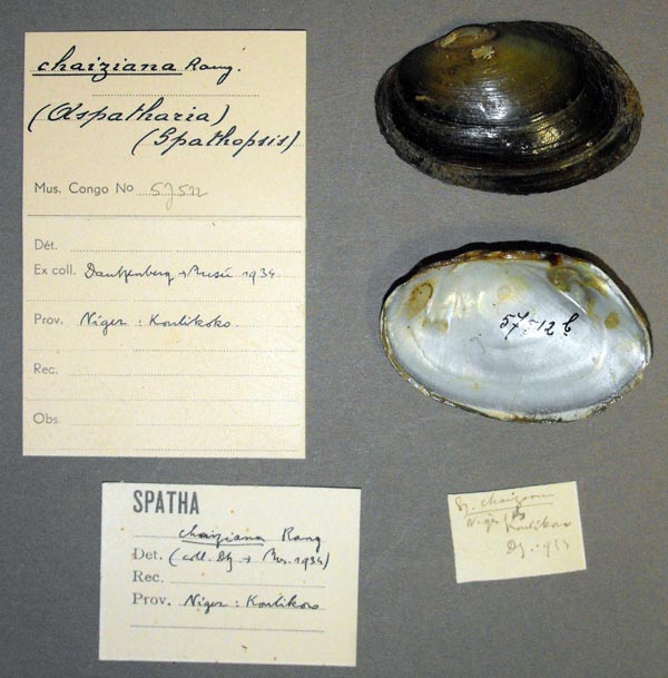specimen