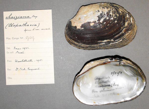 specimen