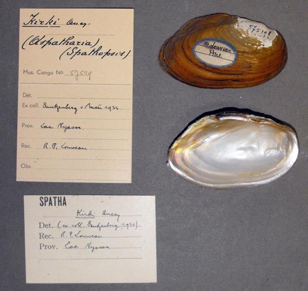 image of lot MRAC_57519 image of lot MRAC_57519