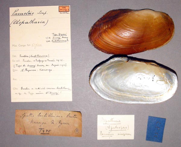 specimen