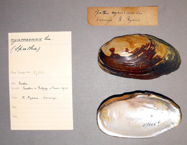 image of lot MRAC_57524 image of lot MRAC_57524