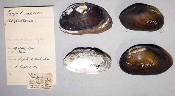 specimen