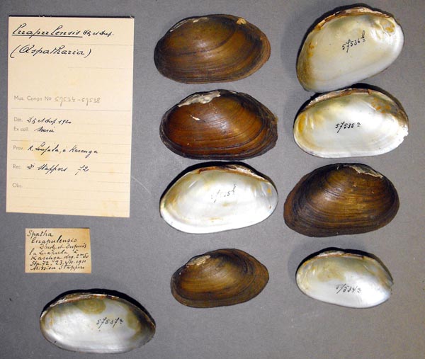 specimen