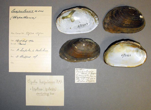 specimen