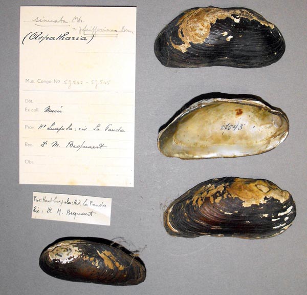 specimen