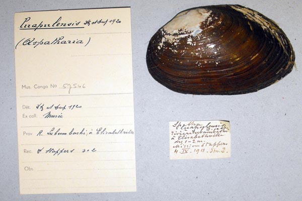specimen