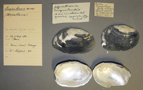 specimen