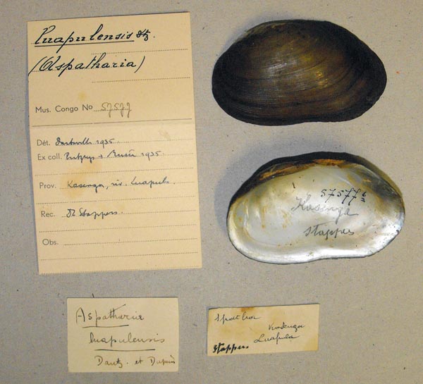 specimen