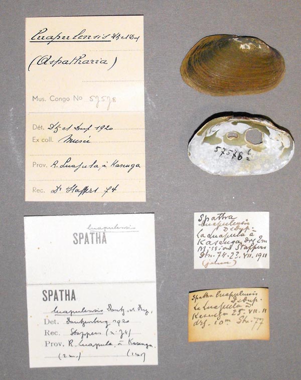specimen
