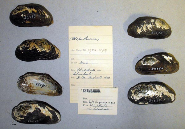 specimen