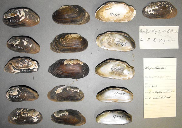 specimen