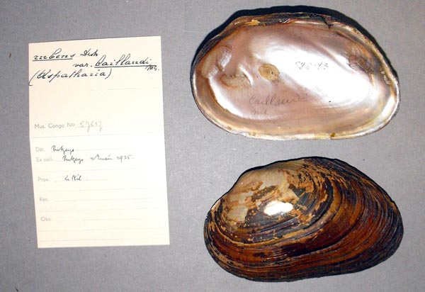 specimen