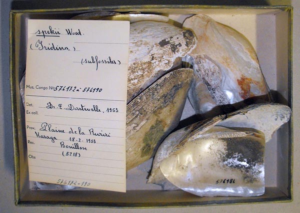 specimen