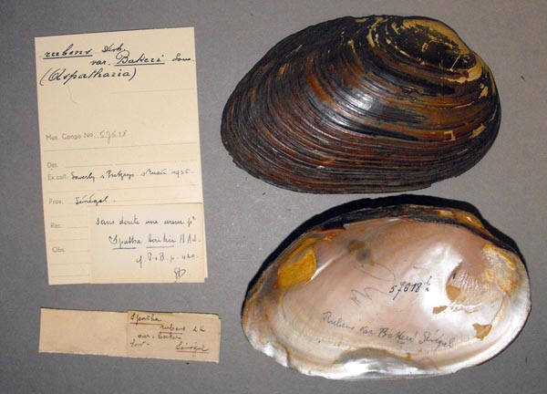 specimen