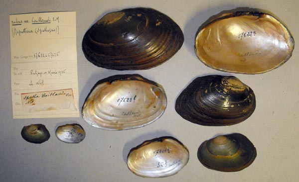 specimen