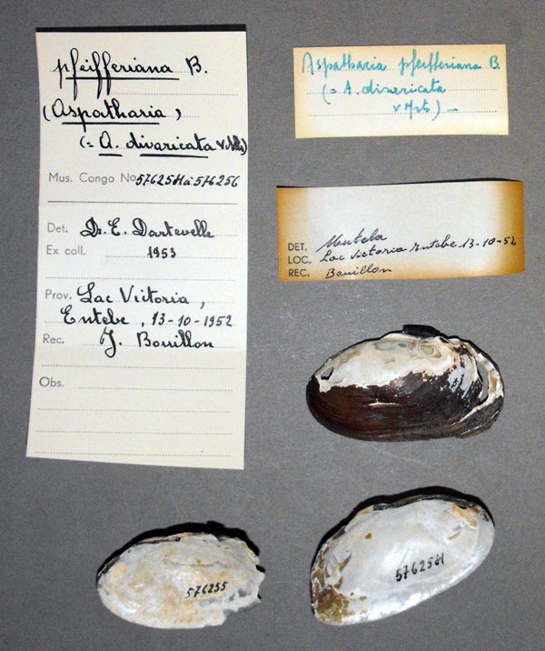 specimen