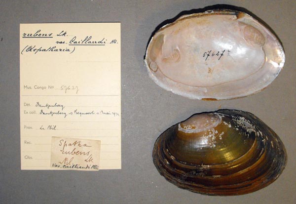 specimen