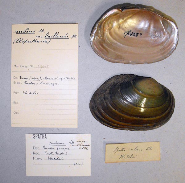 specimen