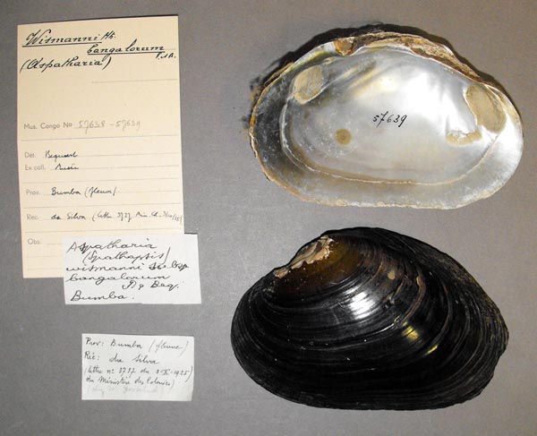 specimen