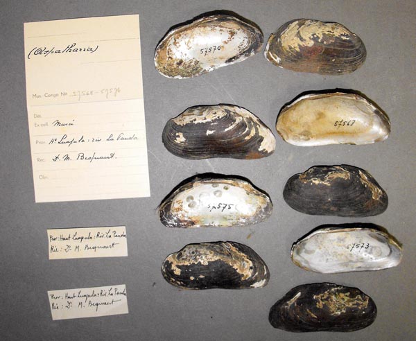 specimen