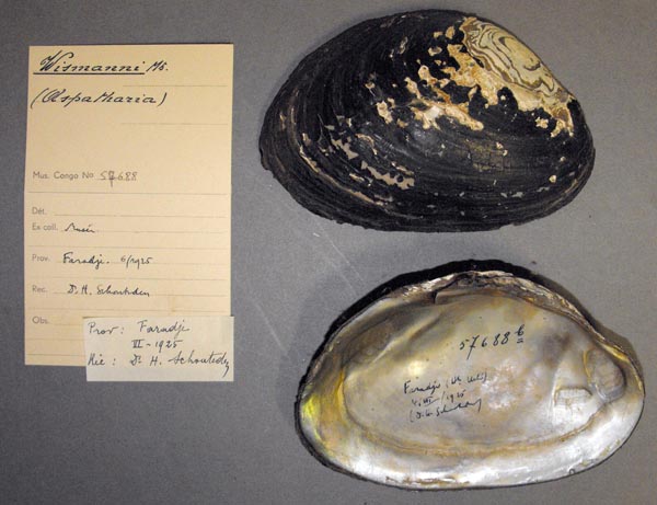 specimen