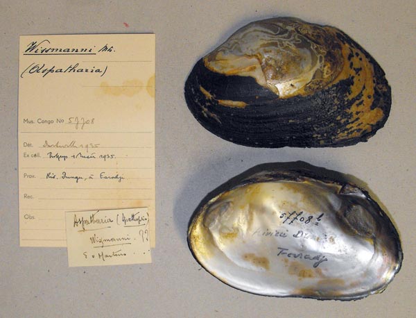 specimen